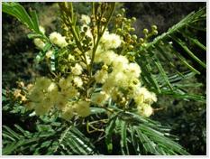 acacia-mearnsii plant 